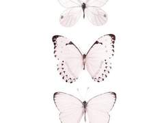 쿠사모미지 학원 미스테리 제 13항