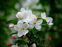 사과꽃 필 무렵