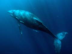 [미호이설]-흰수염해적단-8편 (완결)