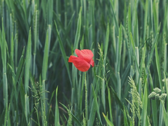 유자영, 전미권 - 003