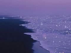 [유진래빈] 미스터 캘리포니아 1