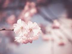 춘묘 / 480 / XX / 마물