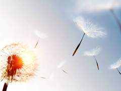 농조연운( 籠鳥戀雲 ) 방랑자(스카라무슈) / 카에데하라 카즈하 / 벤티 / 소 / 시카노인 헤이조 / 여행자