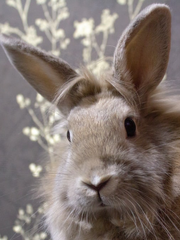 어느 산군 이야기