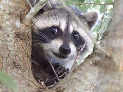 호랑이의 탈을 쓴 너구리 5