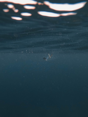 끝없는 심해 속으로