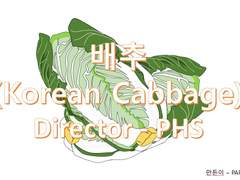 Korea Cabbage(배추)