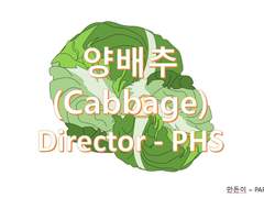 Cabbage(양배추)