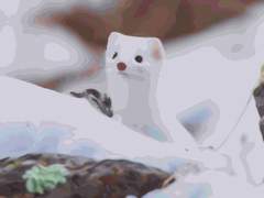 비아 레페체/20세/빌런