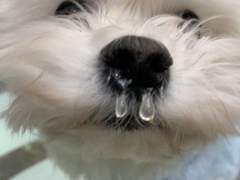 수줍 강쥐를 대하는 주인 고르기