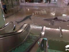 익사한 물고기의 유언