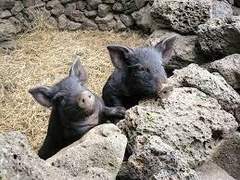 누가 마트에서 남친을 검정 돼지라고 불렀다.