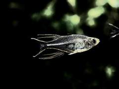 그거리의 소년들은 울부짖는다 9화