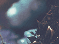 이제는 활짝 피어버린