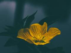 고합니다 나의 부정不淨에 관하여서