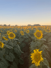 죠죠의 기묘한 모험