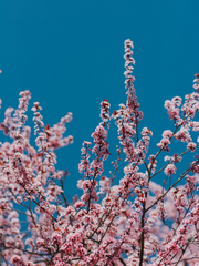 화귀 연성(청명 왼)