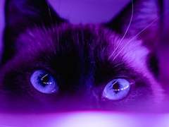 운명을 믿는 자, 그녀를 따르리!