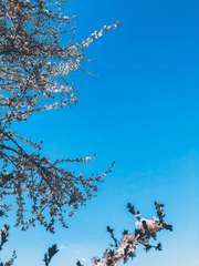 백 가, 혼인 도전기