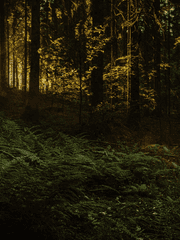 마녀는 사랑을 한다