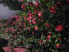 밤을 걷는 냄새