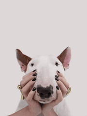 개띠의 시선 - 닝겐편