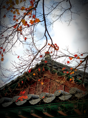 누(漏)의 담시곡