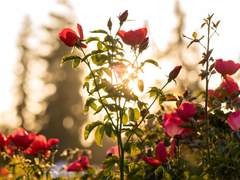 [Elayna R. Fidelio / Gryffindor]