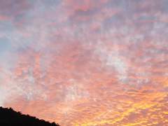 아네모네의 꽃말은 사라져가는 희망이라 하였으니