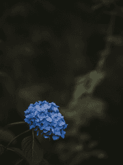 도채비고장이 피었구나