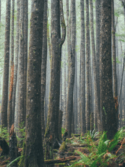 [문나이트 팬픽션] 삼나무 숲 아래