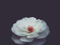 고합니다 나의 우리에 관하여서