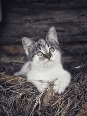 집고양이의 단편 시리즈