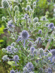 [신비아파트] 용담의 에린지움