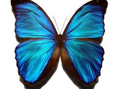 4개의 파란날개를 가진 나비 : 마리스티