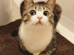 한울 수인 센터 문제의 고양이 아가씨