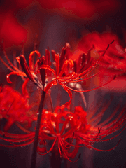 [글] AU_라스트 카니발