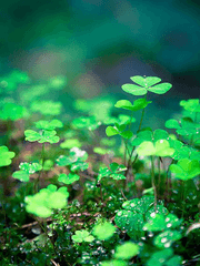 [글] AU_모닝글로리