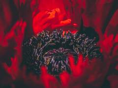 붉디 붉은 위로여