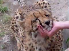 회사에 반려치타를 데려온 사연