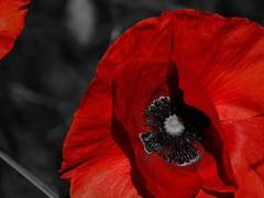 붉디 붉은 위로여