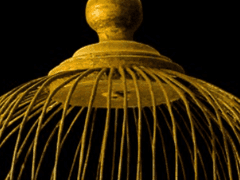 새장을 탈출한 하얀 새.