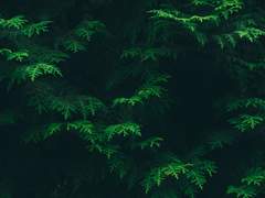 셰임록 포레스트 | 18 | 아스피다