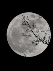 그대와 달빛 아래,