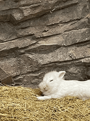 맹칼의 오마카세