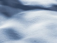 동백꽃엔 향이 깃들지 않는다