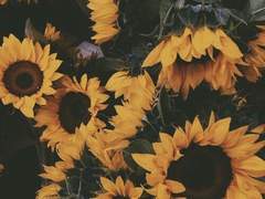 흐드러지게 피어난