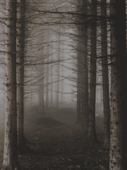 in the darkest woods