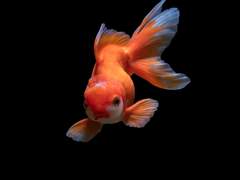 약초학 (부보투버에 대한 보고서)