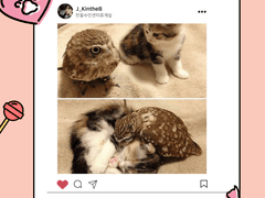 한울 수인 센터 문제의 고양이 아가씨 3.5화